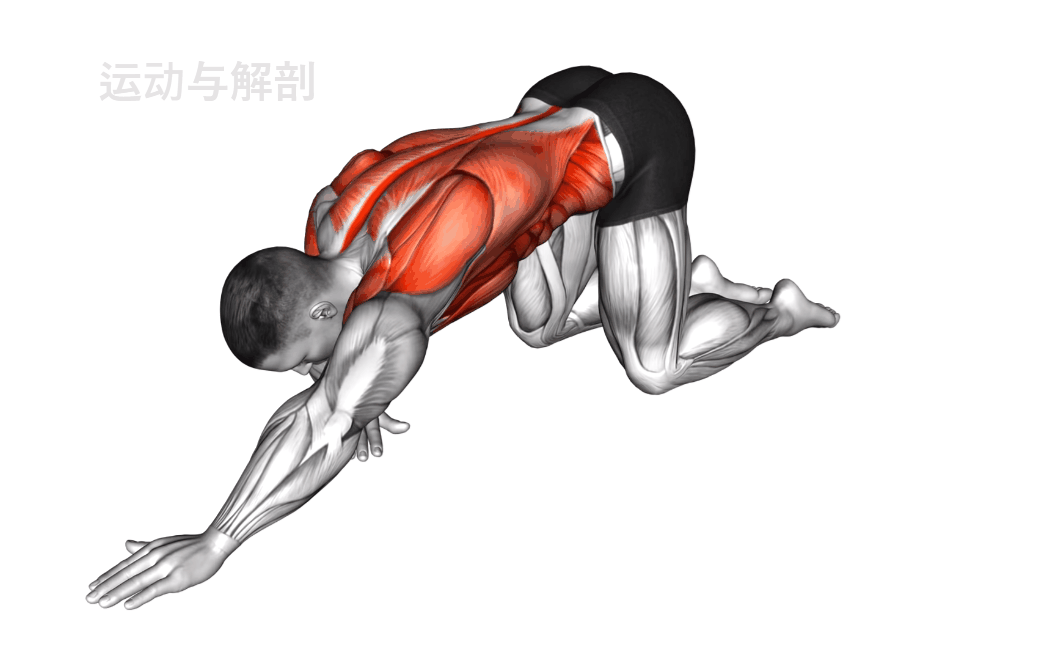 为什么动态拉伸更适合篮球训练前的热身?